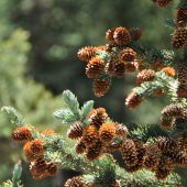  Pine Cones